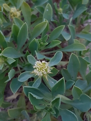 Acicarpha bonariensis