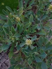 Acicarpha bonariensis