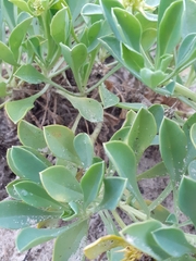 Acicarpha bonariensis