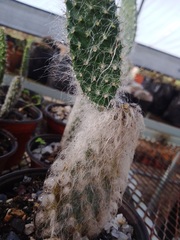 Opuntia senilis