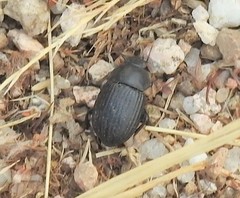Phylan ulyssiponensis