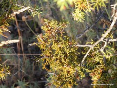 Arceuthobium oxycedri