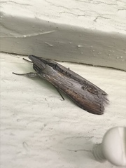 Cucullia convexipennis