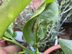 Papilio machaon