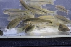 Pimephales promelas