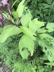 Eutrochium maculatum