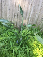 Sorghum