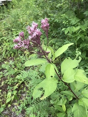 Eutrochium maculatum