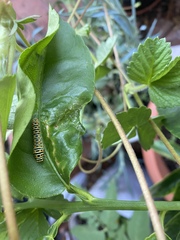 Papilio machaon