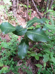 Asclepias amplexicaulis