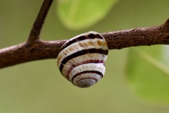 Polymita muscarum