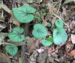 Viola walteri
