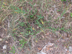 Galphimia angustifolia