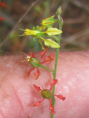 Galphimia angustifolia