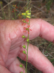 Galphimia angustifolia