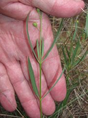 Galphimia angustifolia