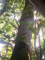 Certhia americana