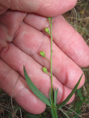 Galphimia angustifolia