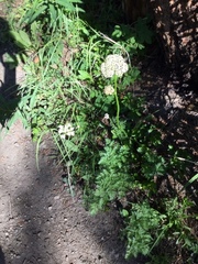 Levisticum officinale