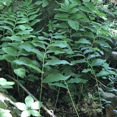 Polygonatum pubescens