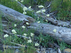 Eriogonum compositum