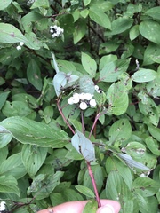 Cornus sericea