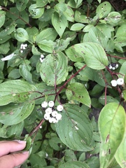 Cornus sericea