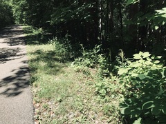 Arabis pycnocarpa adpressipilis