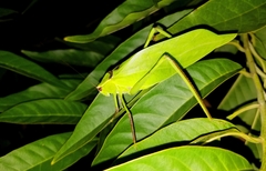 Stilpnochlora thoracica