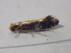 Monopis obviella