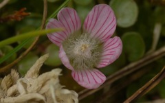 Lysimachia tenella