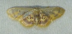 Idaea scintillularia