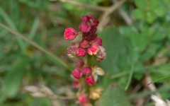 Rumiceae