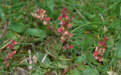 Rumiceae
