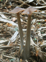 Entoloma pallescens