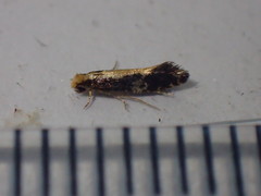 Monopis obviella