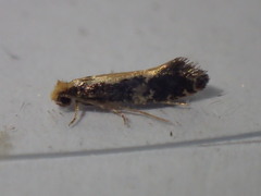 Monopis obviella