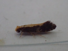 Monopis obviella
