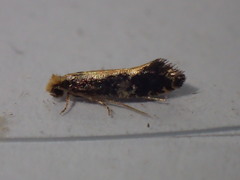 Monopis obviella