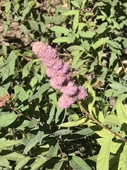 Spiraea × billardii