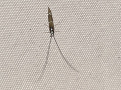 Athripsodes albifrons