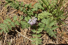 Hydrophyllum occidentale