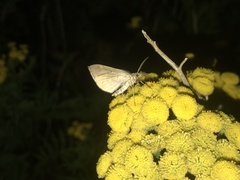 Scotopteryx chenopodiata