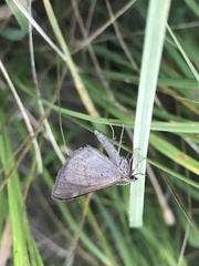 Scotopteryx chenopodiata