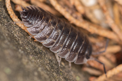 Porcellio obsoletus