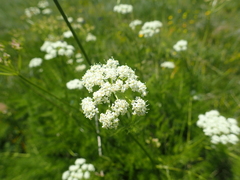 Meum athamanticum