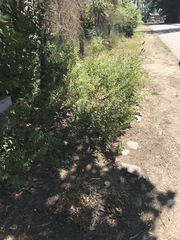 Spiraea × billardii