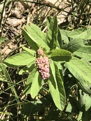Spiraea × billardii