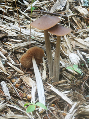 Entoloma pallescens