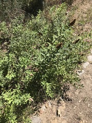 Spiraea × billardii